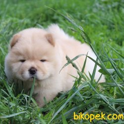 Muhteşem Chow Chow Yavruları 1