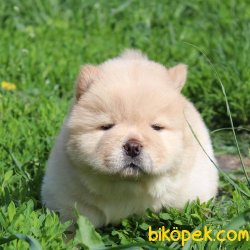 Muhteşem Chow Chow Yavruları 3