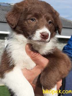 Muhteşem Çikolata Border Collie Yavrusu 2