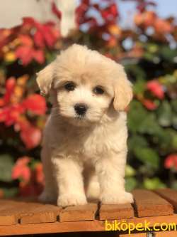 Muhteşem Dizayn F2 Maltıpoo Yavrumuz 3