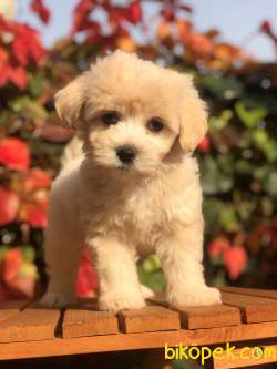 Muhteşem Dizayn F2 Maltıpoo Yavrumuz 1