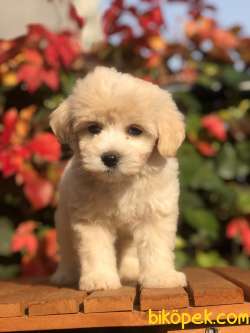 Muhteşem Dizayn F2 Maltıpoo Yavrumuz 2