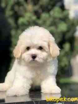 Muhteşem Dizayn MALTIPOO Yavrumuz 3
