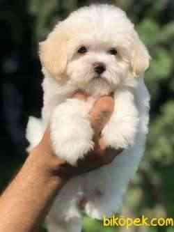 Muhteşem Dizayn MALTIPOO Yavrumuz 2