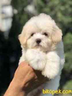 Muhteşem Dizayn MALTIPOO Yavrumuz 1