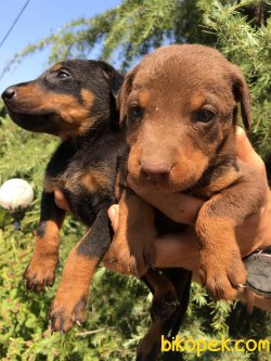 Muhteşem Doberman Yavrularımız 3