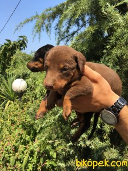 Muhteşem Doberman Yavrularımız 5