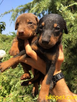 Muhteşem Doberman Yavrularımız 4