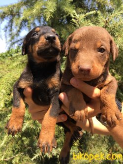 Muhteşem Doberman Yavrularımız 2