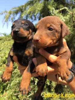 Muhteşem Doberman Yavrularımız 1