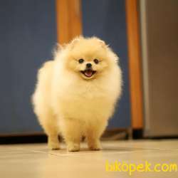 Muhteşem Erkek Pomeranianboo 2