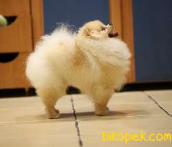 Muhteşem Erkek Pomeranianboo 3