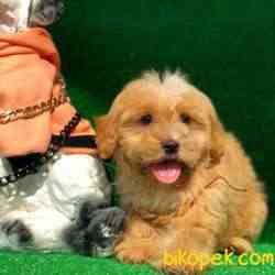 Muhteşem F1 Maltipoo Bebeklerimiz 3