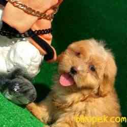 Muhteşem F1 Maltipoo Bebeklerimiz 1