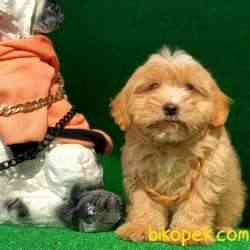 Muhteşem F1 Maltipoo Bebeklerimiz 2