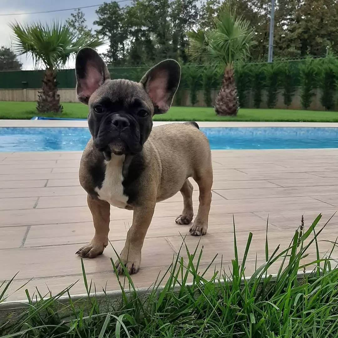 MUHTEŞEM FRENCH BULLDOG YAVRULARI 4