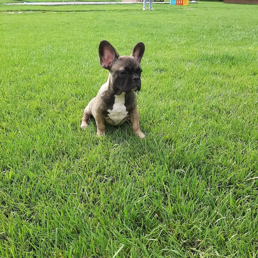 MUHTEŞEM FRENCH BULLDOG YAVRULARI 3