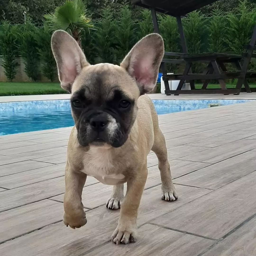 MUHTEŞEM FRENCH BULLDOG YAVRULARI 1
