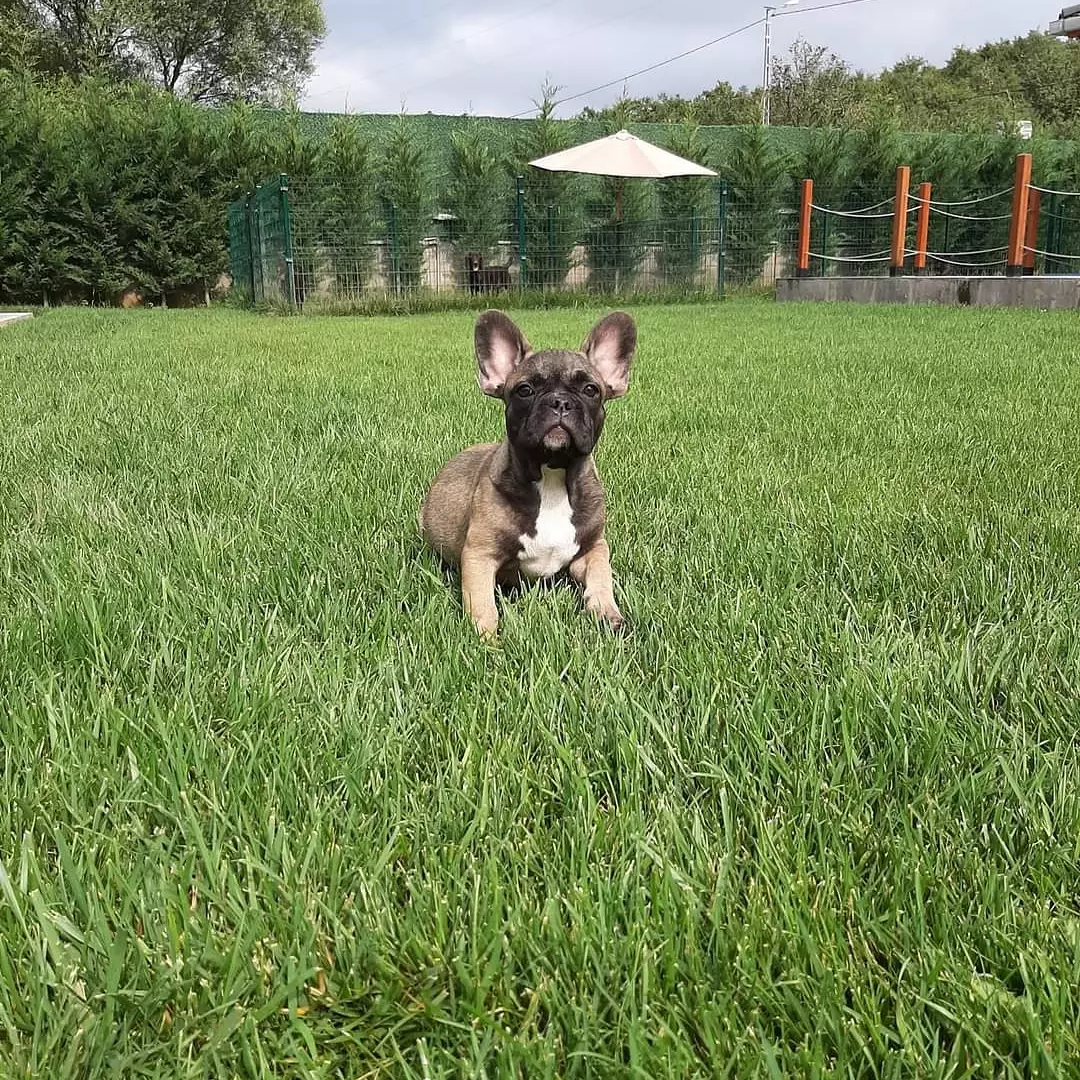 MUHTEŞEM FRENCH BULLDOG YAVRULARI 5
