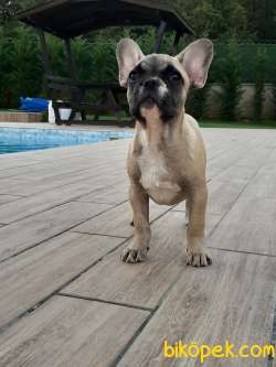 MUHTEŞEM FRENCH BULLDOG YAVRULARI 2