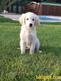 Muhtesem GOLDEN RETRIEVER YAVRULARI 4