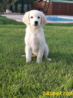 Muhtesem GOLDEN RETRIEVER YAVRULARI 2