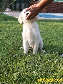 Muhtesem GOLDEN RETRIEVER YAVRULARI 3