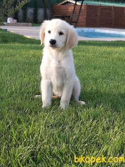 Muhtesem GOLDEN RETRIEVER YAVRULARI 1