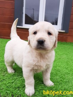MUHTEŞEM GOLDEN RETRIEVER YAVRULARIMIZ 4