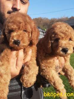 Muhteşem Görülmeye Değer POODLE  YavrularI 4