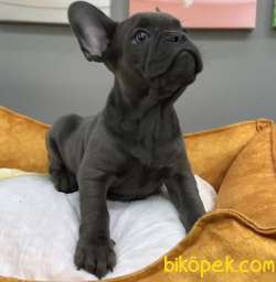 Muhteşem Güzelli̇kte French Bulldog Blue Erkek Yavrularımız 3