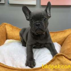 Muhteşem Güzelli̇kte French Bulldog Blue Erkek Yavrularımız 1