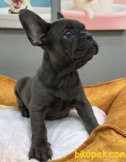 Muhteşem Güzelli̇kte French Bulldog Blue Erkek Yavrularımız 2