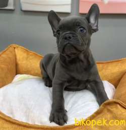 Muhteşem Güzelli̇kte French Bulldog Blue Erkek Yavrularımız 3