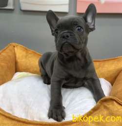 Muhteşem Güzelli̇kte French Bulldog Blue Erkek Yavrularımız 4