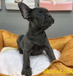 Muhteşem Güzelli̇kte French Bulldog Blue Erkek Yavrularımız 5