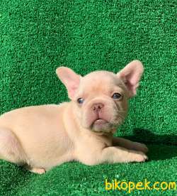 Muhteşem Güzelli̇kte French Bulldog Platinyum Dişi Ve Erkek Yavru 3