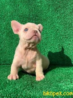 Muhteşem Güzelli̇kte French Bulldog Platinyum Dişi Ve Erkek Yavru 2