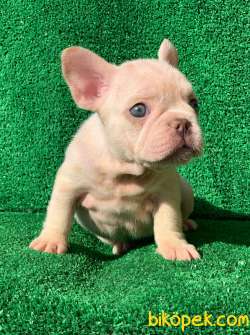 Muhteşem Güzelli̇kte French Bulldog Platinyum Dişi Ve Erkek Yavru 3