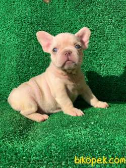 Muhteşem Güzelli̇kte French Bulldog Platinyum Dişi Ve Erkek Yavru 2