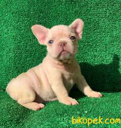 Muhteşem Güzelli̇kte French Bulldog Platinyum Dişi Ve Erkek Yavru