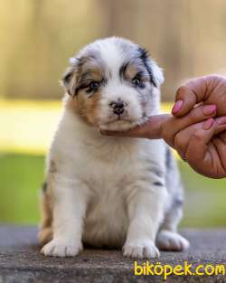Muhteşem Güzellikte Avustralya Çoban Köpeği Yavruları 5