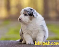 Muhteşem Güzellikte Avustralya Çoban Köpeği Yavruları 4