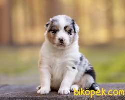 Muhteşem Güzellikte Avustralya Çoban Köpeği Yavruları 2