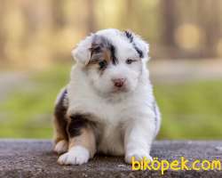 Muhteşem Güzellikte Avustralya Çoban Köpeği Yavruları 1