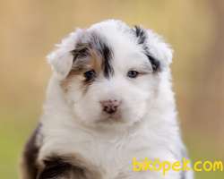 Muhteşem Güzellikte Avustralya Çoban Köpeği Yavruları 3