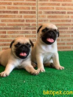 MUHTEŞEM GÜZELLİKTE BASIK BURUN GÜL KUYRUK PUG YAVRULAR 1