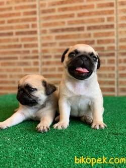 MUHTEŞEM GÜZELLİKTE BASIK BURUN GÜL KUYRUK PUG YAVRULAR 4