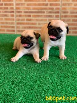 MUHTEŞEM GÜZELLİKTE BASIK BURUN GÜL KUYRUK PUG YAVRULAR 5