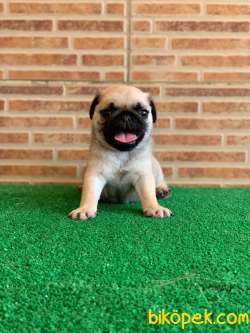 MUHTEŞEM GÜZELLİKTE BASIK BURUN GÜL KUYRUK PUG YAVRULAR 2